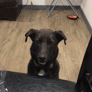 Meet your Posher, Guillermo